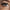 KoKo Lashes - Vixen (Model Shot 1)