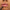 Essence 8H Matte Comfort Lip Liner (0.3g) - Model Shot 1 [03 Soft Beige]