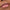 Essence Juicy Bomb Shiny Lipgloss (10ml) - Model Shot 1 [103 Proud Papaya]